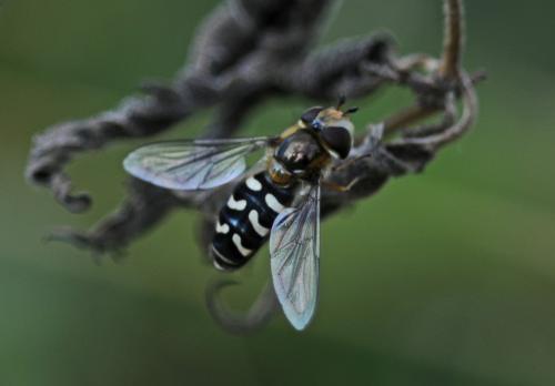 Réf. 247 717 : Scaeva pyrastri